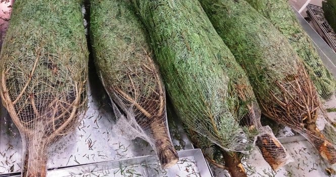 Where to get rid of that Christmas tree Where to get rid of that Christmas tree