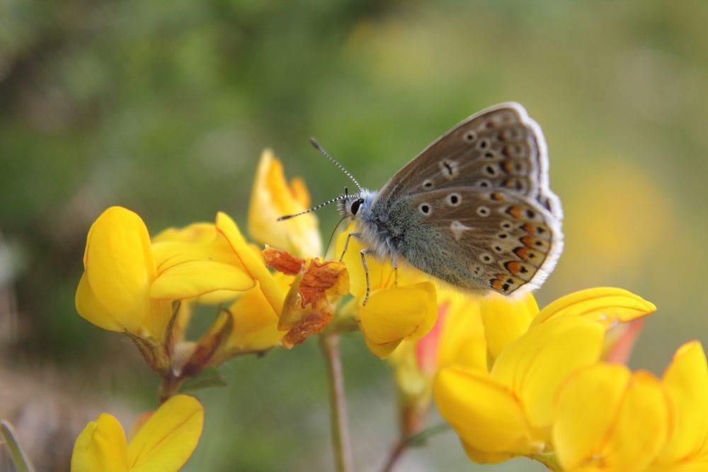 Explore the flora and fauna of Merlin Woods this Biodiversity week Explore the flora and fauna of Merlin Woods this Biodiversity week