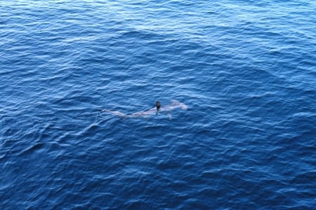 Hammerhead shark